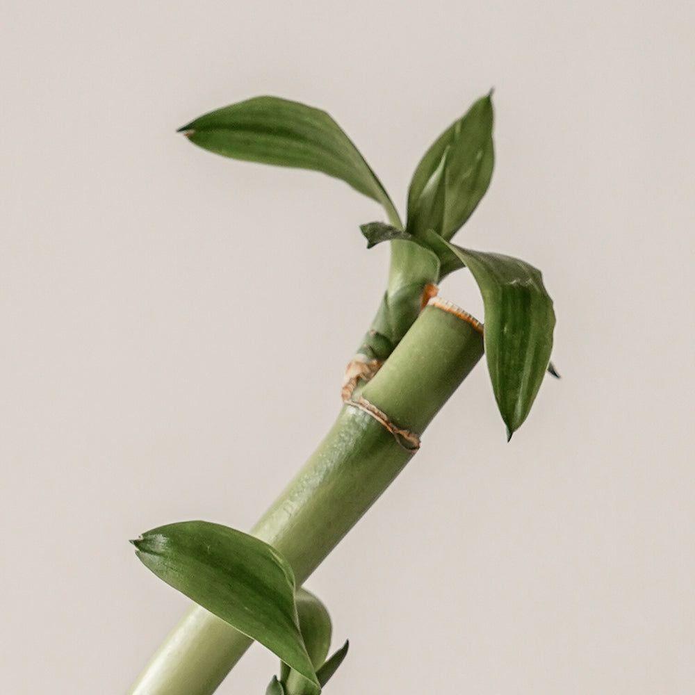 KAINE Green Calm Aqua Cream – 70ml | Soothing, Hydrating & Redness-Reducing Moisturizer KAINE Green Calm Aqua Cream 70ml - Glam Global UKKAINE