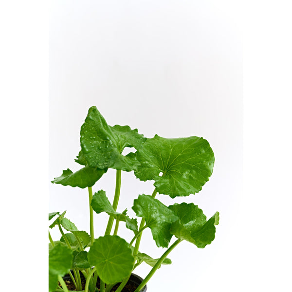 3W8L Energy Active Serum EX 50ml – Calming Hydration Firming Radiance