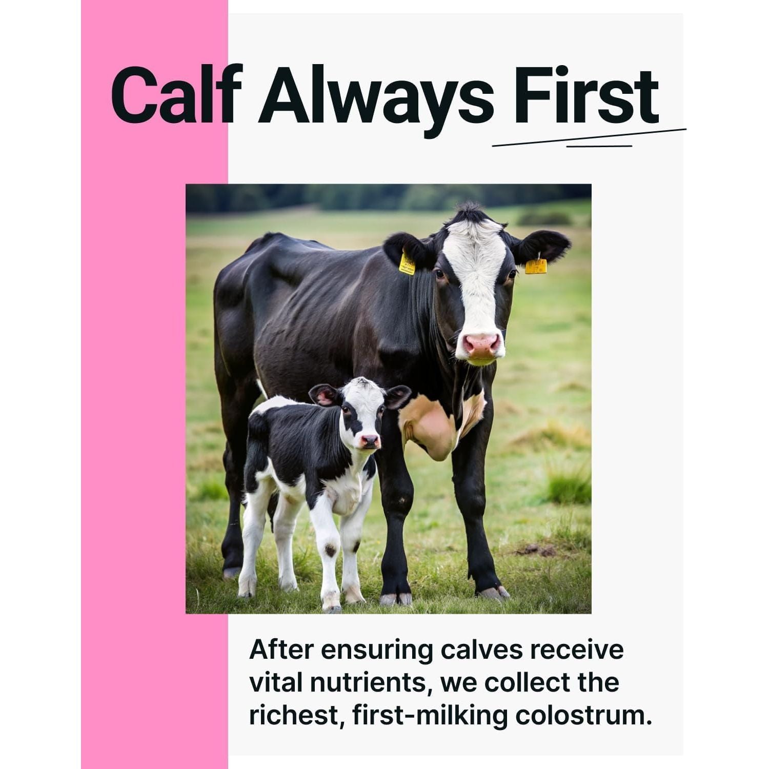 SonoHealth Cowabunga Colostrum – 60g | 6-Hour First-Milking Colostrum for Immunity, Gut Health & Vitality
