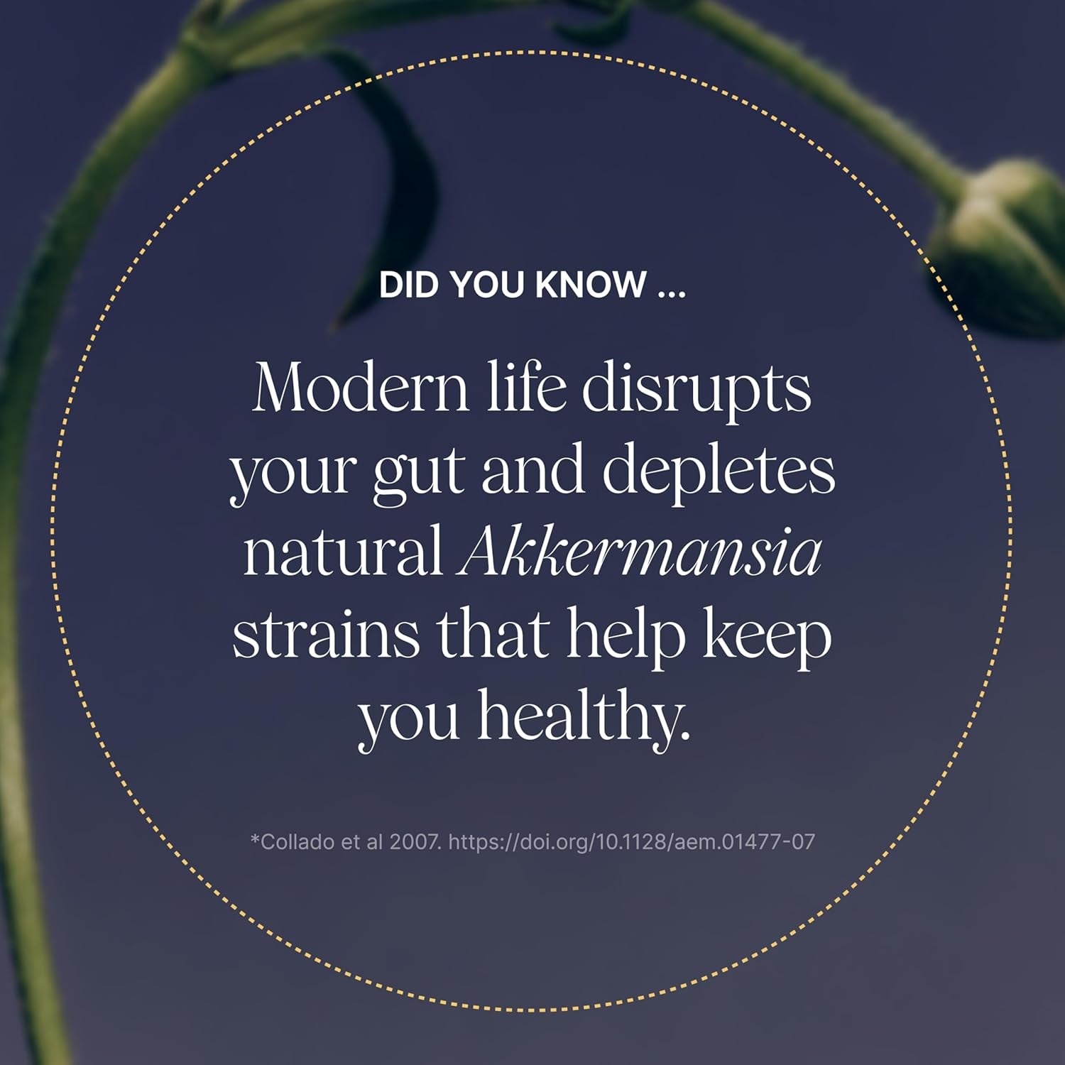 Akkermansia Probiotic with Prebiotic Fiber - Delayed Release Capsules, Third-Party Tested, Authentic 100M AFU Live Strain for Gut Health & GLP-1 Support for Men & Women (90 Capsules, 1-Pack)