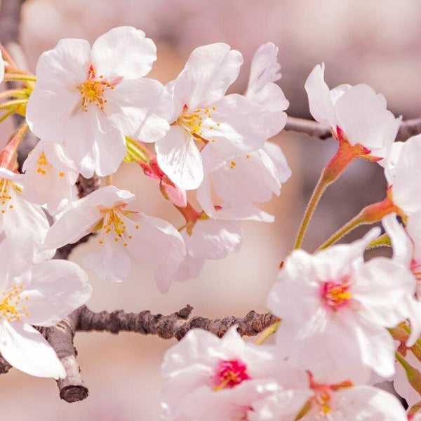 Hirosophy Cherry Blossom Essence Face Mask – 10 Sheets | Anti-Aging & Hydrating Sakura Sheet Mask