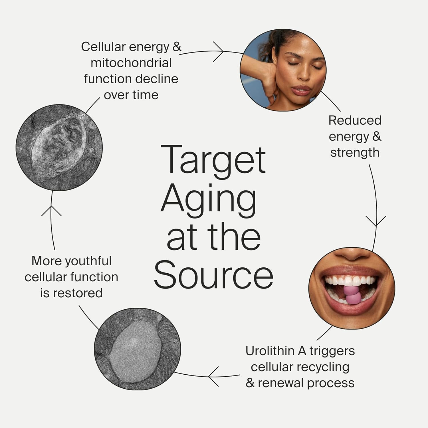 Mitopure Urolithin a Supplement Gummies - Clinically Proven Support for Healthy Aging and Cellular Renewal - Mitoceutical for Muscle Strength and Longevity