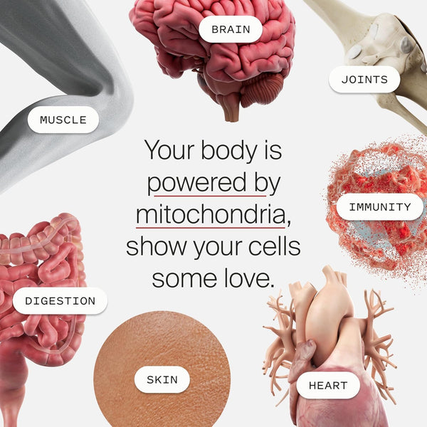 Mitopure Urolithin a - First Clinically Proven Supplement for Healthy Aging and Cellular Renewal - Mitoceutical for Muscle Strength and Longevity - 30 Sachets