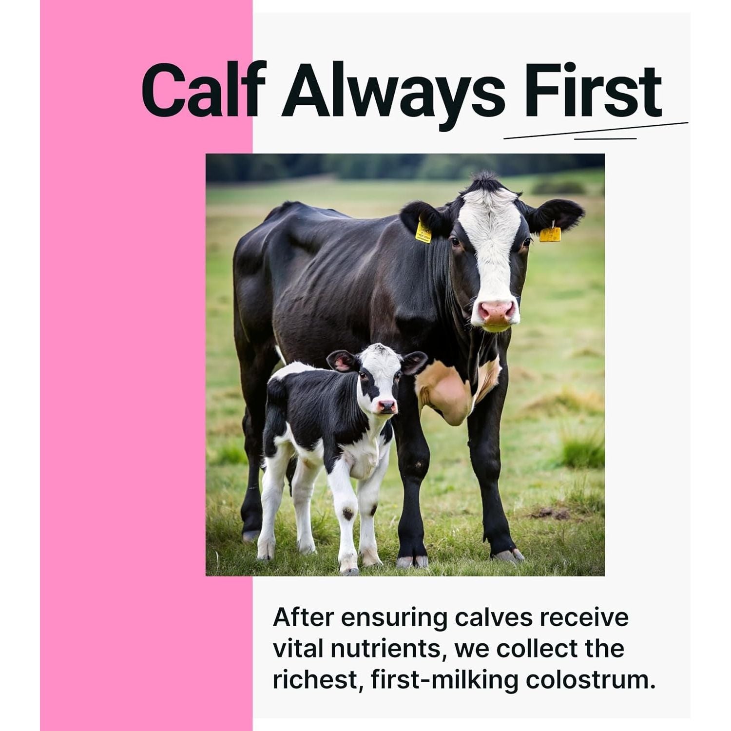 SonoHealth Cowabunga Colostrum – 120g | True 6-Hour First-Milking Colostrum for Immunity, Gut Health & Vitality