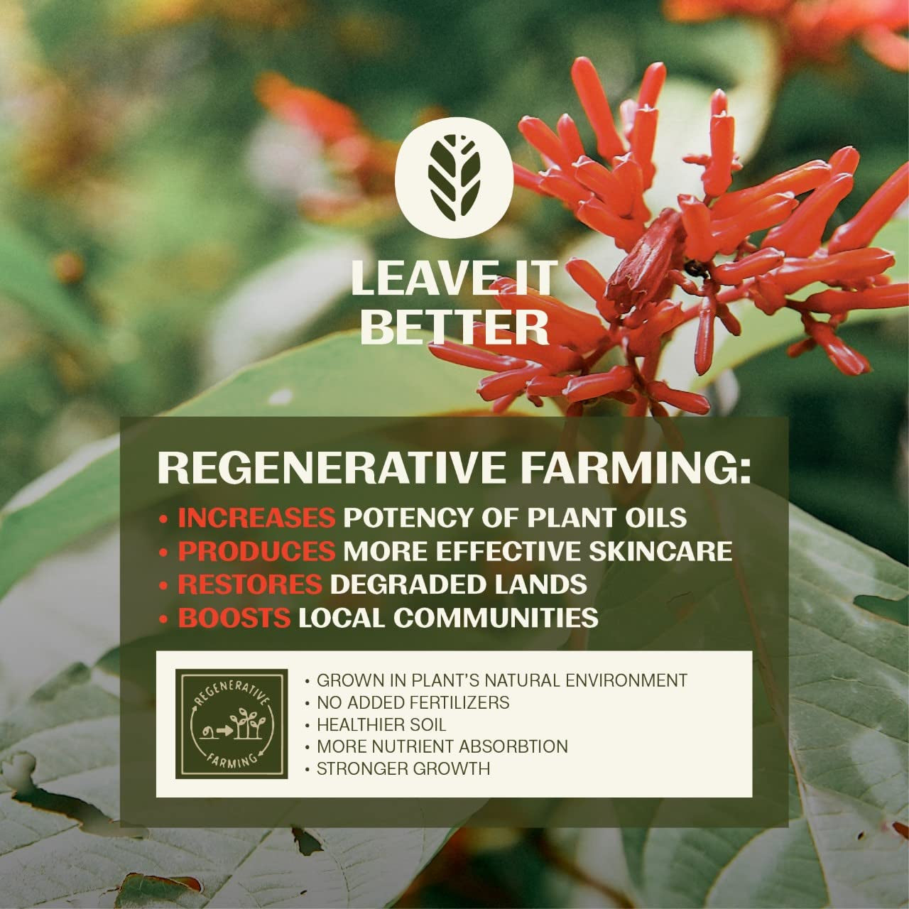 Thrive Regenerative Skincare Renew Skin Firming Serum – 15ml | Plant-Powered Firming & Anti-Aging Solution