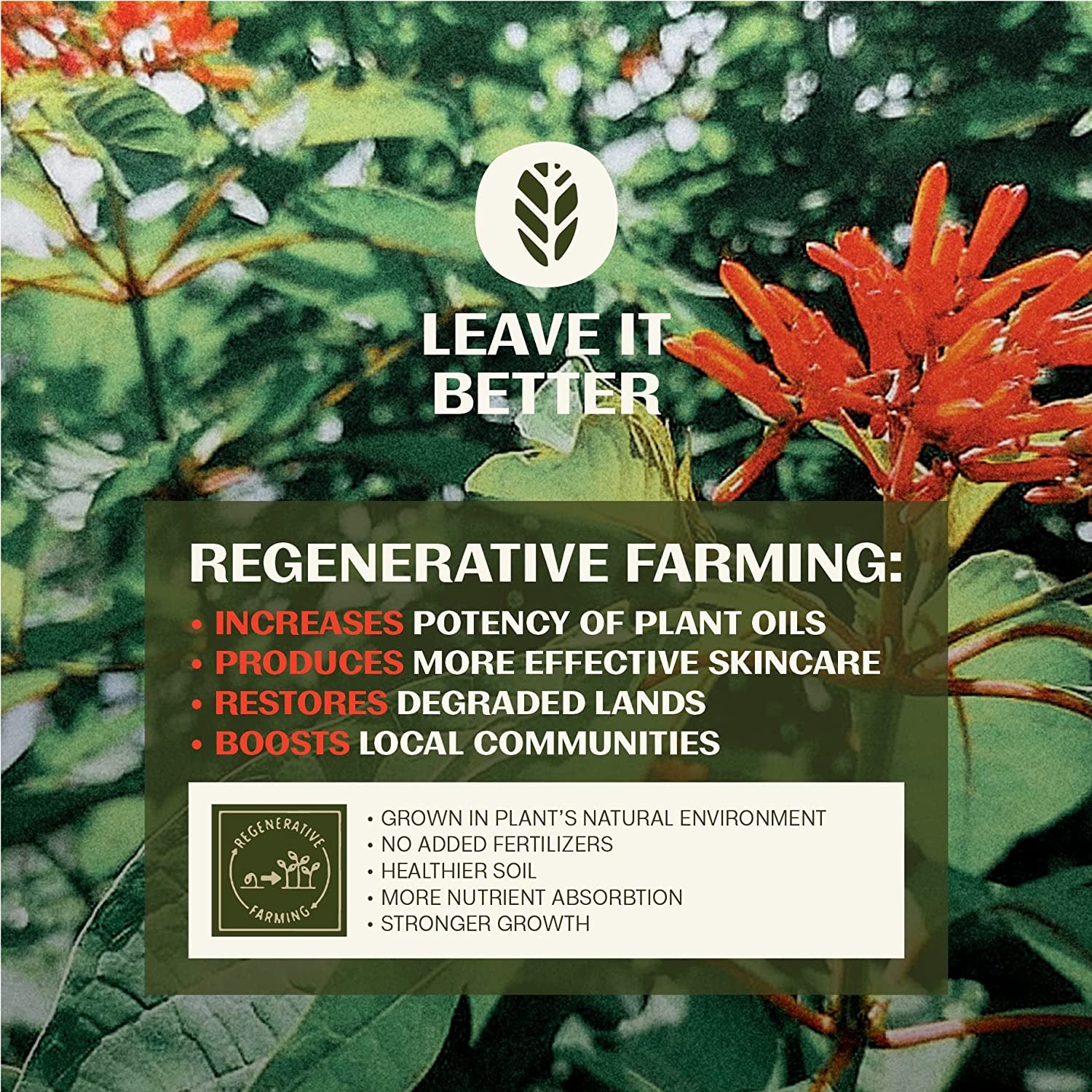 Thrive Skin Recovery Serum – 30ml | Natural Anti-Aging Serum with Bakuchiol & Hyaluronic Acid