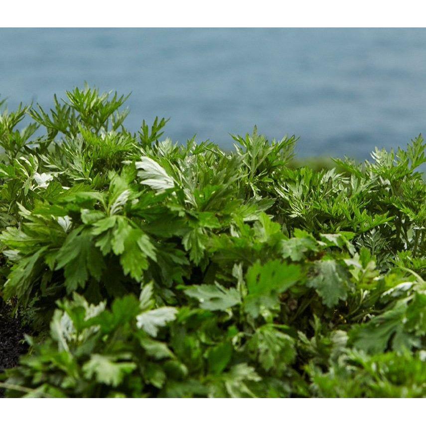 HANYUL Pure Artemisia Calming Balancing Set - Glam Global UK