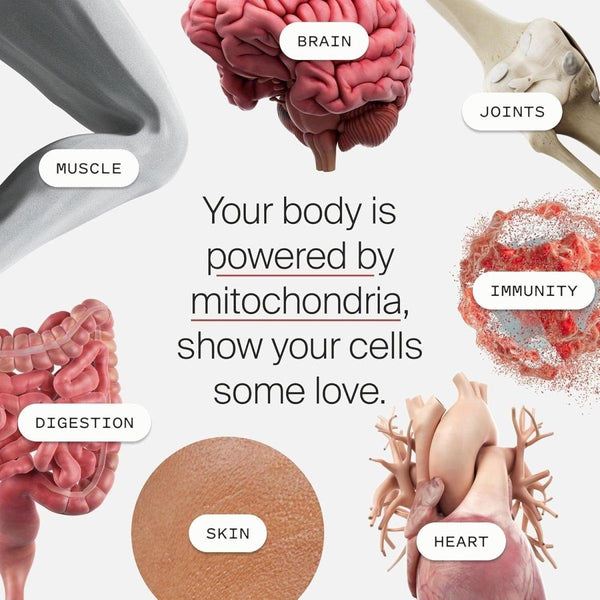 Timeline Mitopure Urolithin A - Clinically Proven Supplement for Healthy Aging & Cellular Renewal | Boost Muscle Strength & Endurance | 60 Softgels - Glam Global UKTimeline